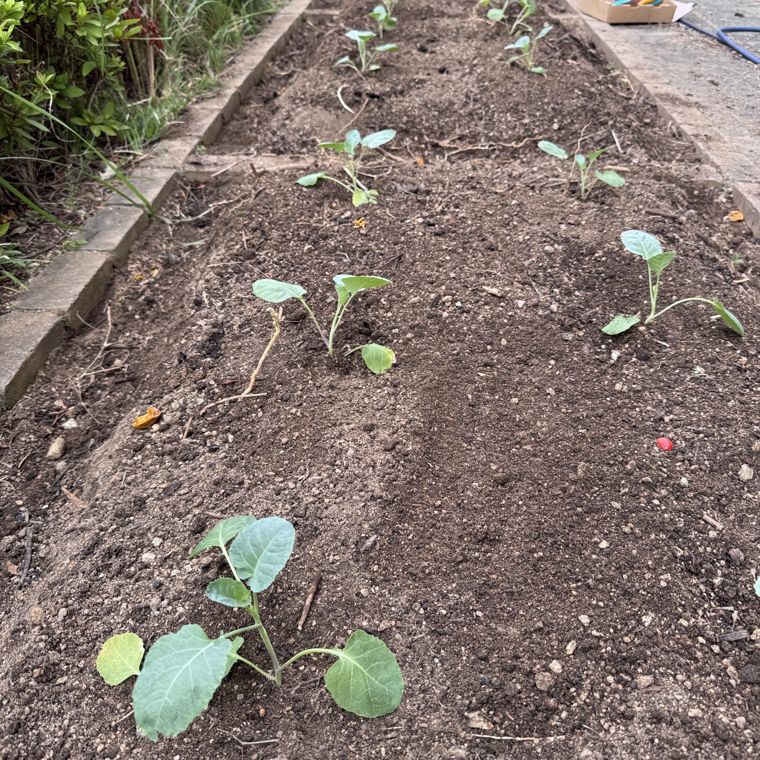家庭菜園サポート　～マンション菜園～