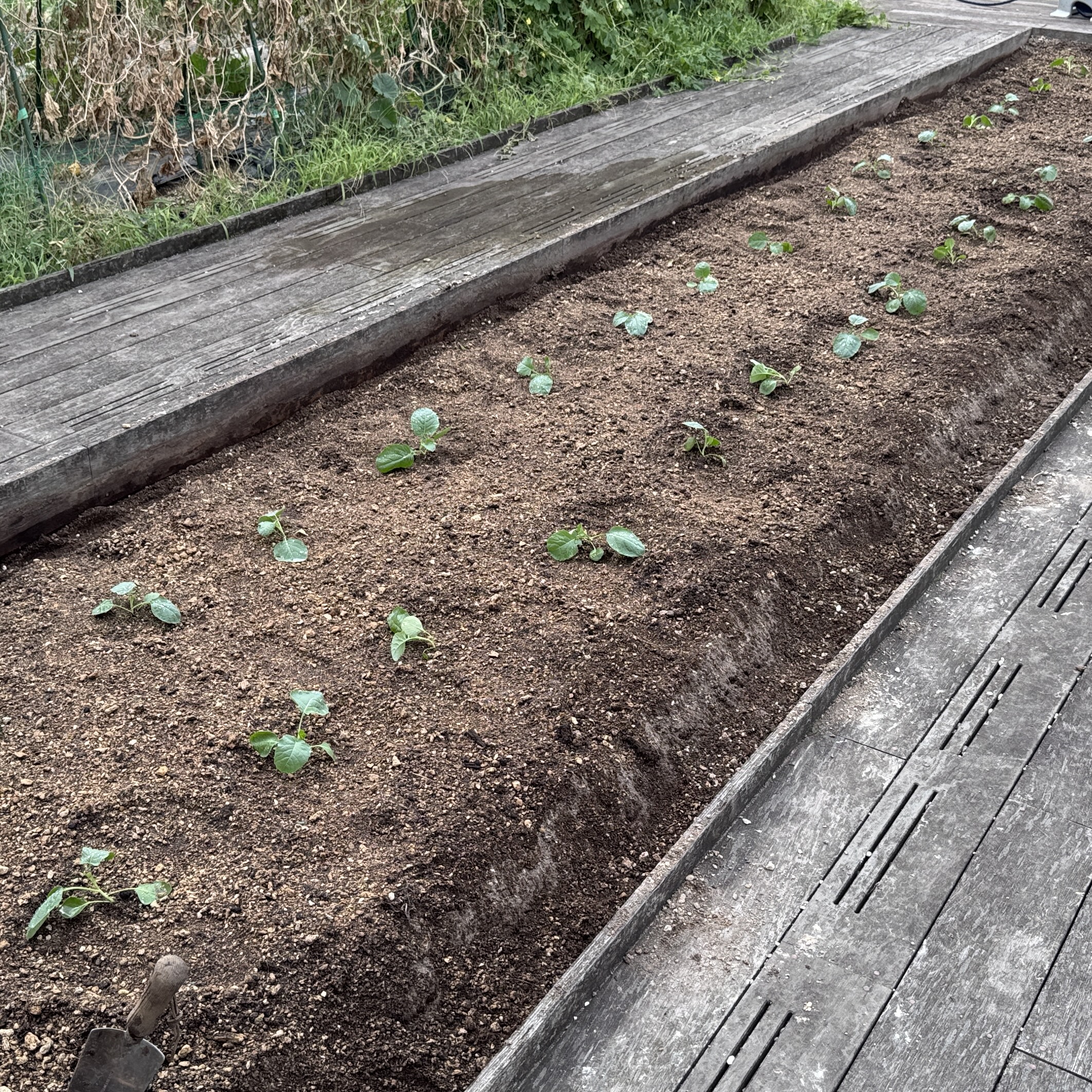 家庭菜園サポート　～マンション菜園～